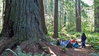 Bersantai dan piknik di tengah pohon-pohon raksasa penghuni Redwood National anda State Parks terasa lebih menyenangkan (humbodt.k12.ca.us)