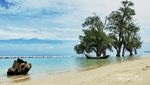 Ada Pohon Tumbuh di Laut Aceh