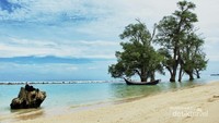 Pohon geurumbang yang tumbuh di laut