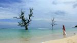 Ada Pohon Tumbuh di Laut Aceh