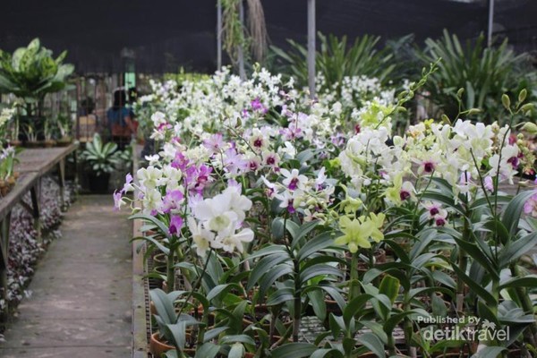 Ada Taman Anggrek yang Fotogenik di Ragunan