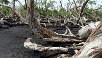 Banyak pohon kering di hutan mangrove Kakur