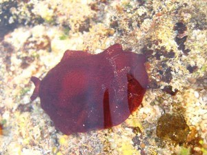 Ada yang Telanjang di Pantai Marosi