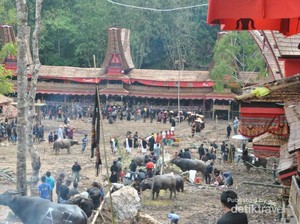 Adu Kerbau & Kopi Legit, Hanya di Toraja!