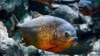 Piranha (Sumber: globalanimal.org)