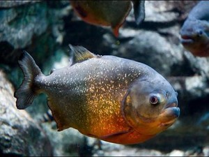 Aduh! Piranha Serang Turis di Brasil