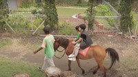 Anak-anak dapat berkelliling lokasi dengan menaiki kuda dan memberikan minum susu pada anak kambing
