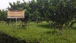 Agrowisata di Bawen, Ini Tempatnya