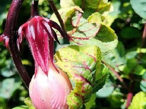 Agrowisata Seru di Taiwan, Ini Pilihan Tempatnya