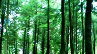 Hutan pinus di Gunung Pancar (ragamwisataindonesia.blogspot.com)