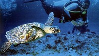 Fernando de Noronha (Sumber: photos.igougo.com)