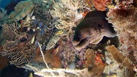 Indahnya bawah laut Raja Ampat (dok. Wilman Latief/dtraveller)