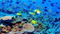 Thre Great Reef Barrier (Sumber: dholidays.net)
