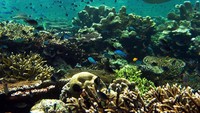 Sipadan (Sumber: travelblog.org)