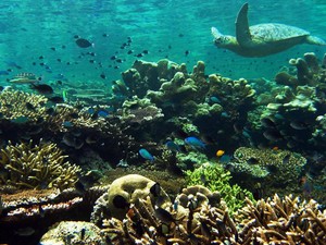Aha! Inilah 5 Spot Diving Terbaik di Dunia