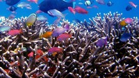 Keindahan bawah laut Pantai Pink (Sumber: viewtourism.com)