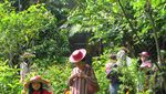 Aiih! Asyiknya Bermain di Taman Bersama Kupu-kupu