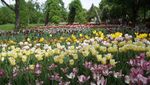 Aiih! Cantiknya Tulip Jerman di Musim Semi