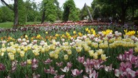 Britzer Garten jadi favorit turis saat musim semi untuk melihat tulip (Fitraya/detikTravel)