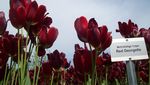 Aiih! Cantiknya Tulip Jerman di Musim Semi