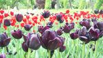 Aiih! Cantiknya Tulip Jerman di Musim Semi