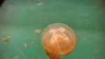 Aiiih! Lucunya Ubur-ubur Tanpa Sengat di Danau Kakaban