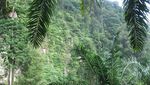 Air Terjun Aek Birong, Perawan Cantik dari Asahan