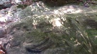 Relief buaya