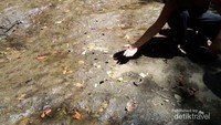 Banyak kupu-kupu di sini