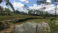HAMPARAN SAWAH TERDAPAT DI SEPANJANG JALAN MENUJU GROJOGAN WATU PURBO.