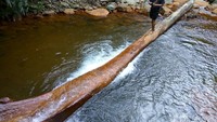 Batang pohon yang tumbang di salah satu kolam alami Curug Kembar dengan kedalaman sekitar 2.5 meter yang seolah-olah menjadi jembatan.