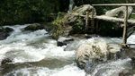Air Terjun Cantik di Tengah Kebun Kopi