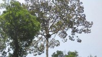 Pohon yang tinggi, ada sarang elangnya lho