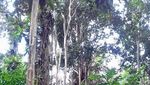 Air Terjun Kandua Raya, Surga di Tengah Hutan Tropis
