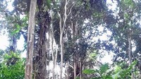 Nikmati suasana hutan yang alami dan asri serta beroksigen tinggi.