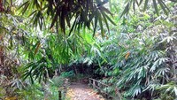 Suasana hutan bambu yang membentuk kanopi tinggi.