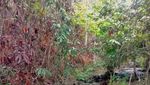 Air Terjun Kandua Raya, Surga di Tengah Hutan Tropis