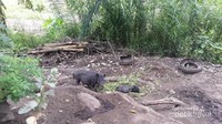 Babi hutan yang sedang menyantap hidangannya