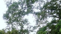 Hati-hati tersesat di hutan belantara