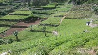 Hamparan sawah hijau