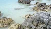 Hamparan karang