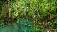Kali Biru, spot wisata di Teluk Mayalibit. Daerah sekitar spot wisata ini juga tumbuh berbagai jenis tanaman, salah satunya herbal akar mangalik