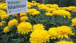 Akhir Pekan Anti Mainstream di Cianjur, ke Balai Tanaman Hias