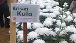 Akhir Pekan Anti Mainstream di Cianjur, ke Balai Tanaman Hias