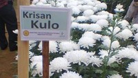 Krisan putih yang seperti bunga plastik
