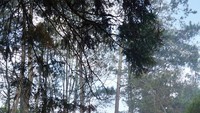 misty