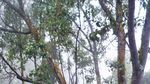 Akhir Pekan di Bandung, Main ke Taman Junghuhn