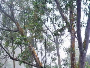 Akhir Pekan di Bandung, Main ke Taman Junghuhn