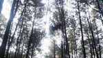 Akhir Pekan di Bogor, Asyiknya Mampir ke Gunung Pancar