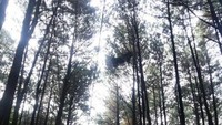 Hutan Pinus